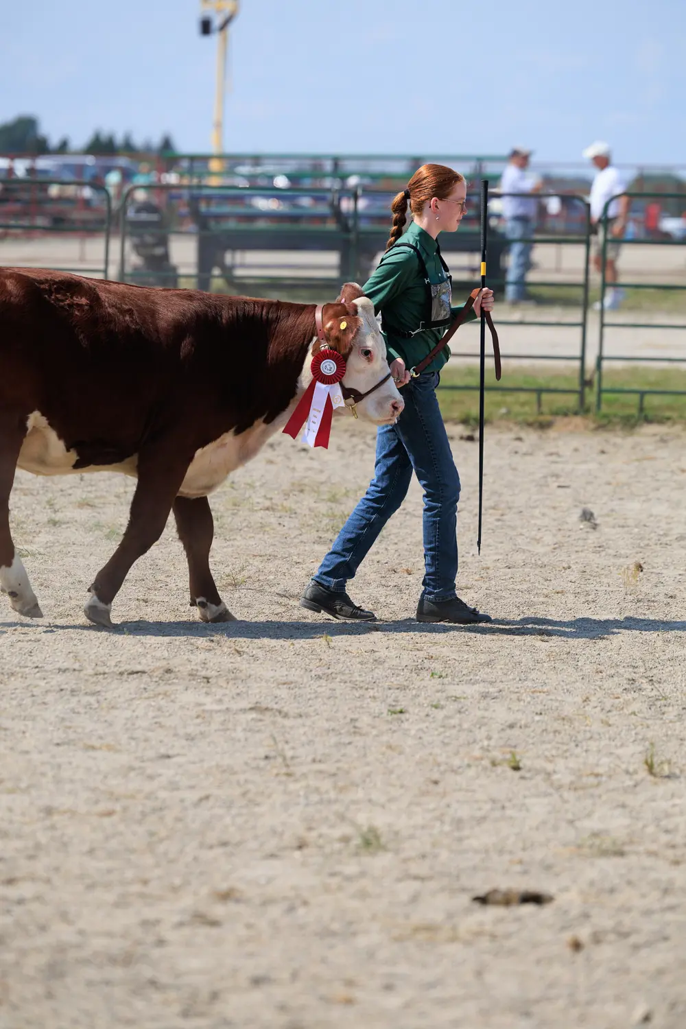 A young girl guides a cow with a prize ribbon, highlighting their achievement at the fair.