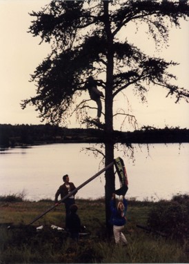Three people taking a banner out of a tree